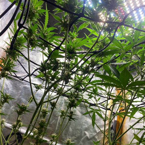 Colômbia Gold growlog timeline photo