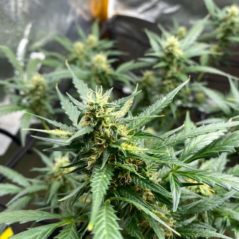 Colômbia Gold growlog timeline photo