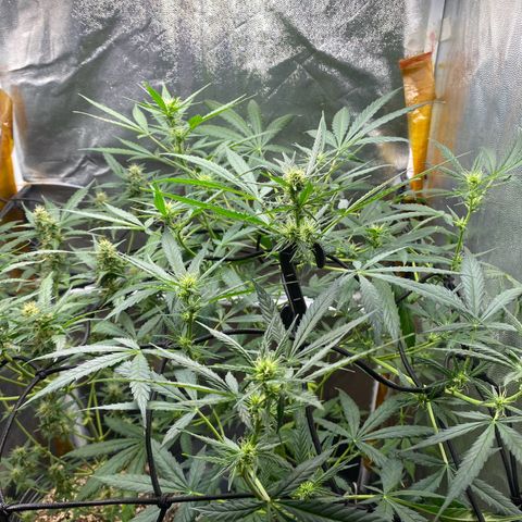 Gorilla Glue growlog timeline photo