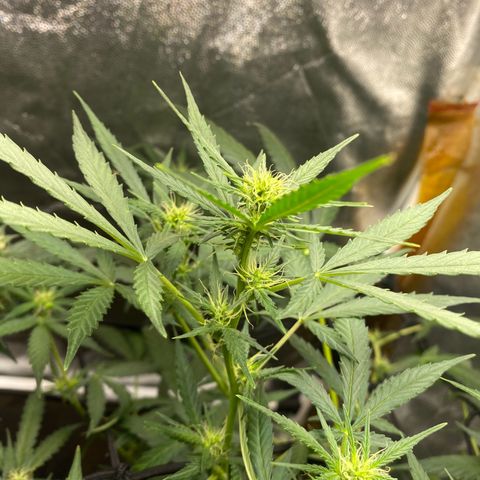 Gorilla Glue growlog timeline photo