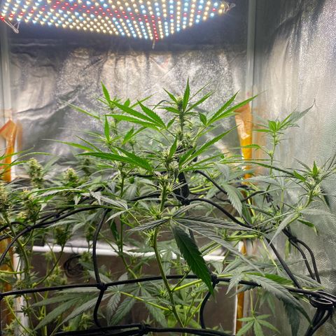 Gorilla Glue growlog timeline photo