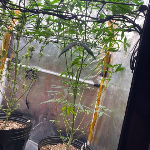 Gorilla Glue growlog timeline photo