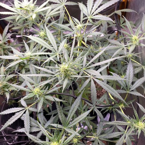 Gorilla Glue growlog timeline photo