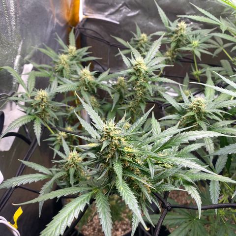 Colômbia Gold growlog timeline photo