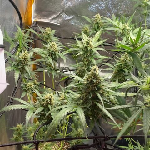 Colômbia Gold growlog timeline photo