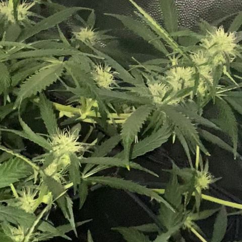 Gorilla Glue growlog timeline photo