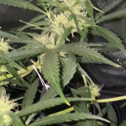 Gorilla Glue growlog timeline photo