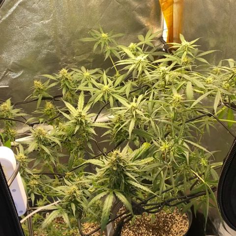 Colômbia Gold growlog timeline photo