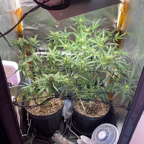 Colômbia Gold growlog timeline photo