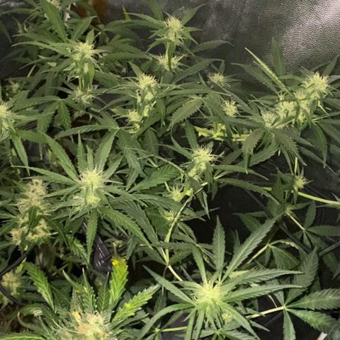 Gorilla Glue growlog timeline photo