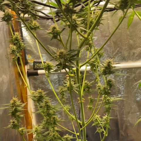 Colômbia Gold growlog timeline photo