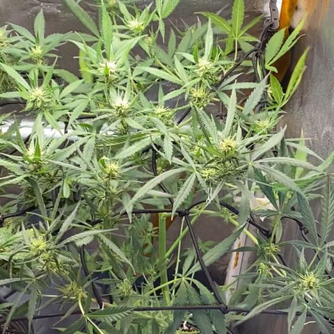 Gorilla Glue growlog timeline photo