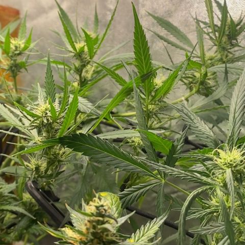 Gorilla Glue growlog timeline photo