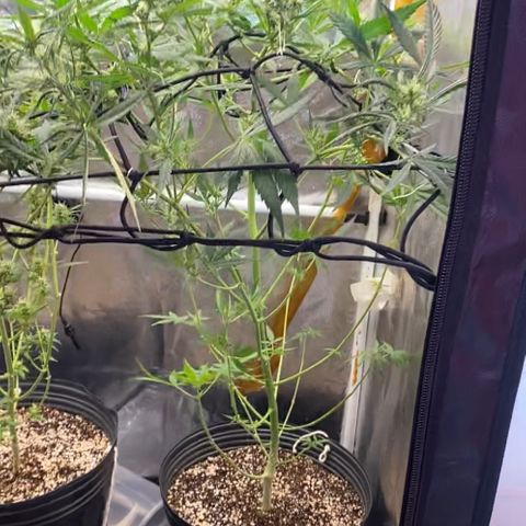 Gorilla Glue growlog timeline photo