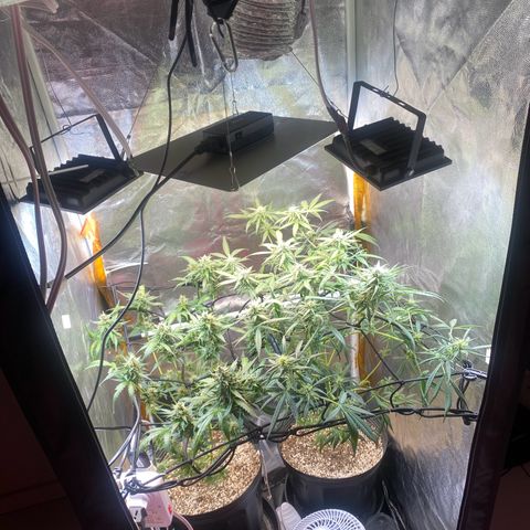 Colômbia Gold growlog timeline photo