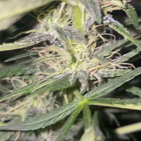 Gorilla Glue growlog timeline photo