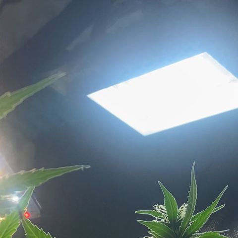 Colômbia Gold growlog timeline photo