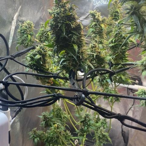 Colômbia Gold growlog timeline photo