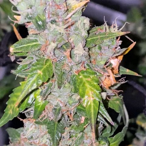 Colômbia Gold growlog timeline photo