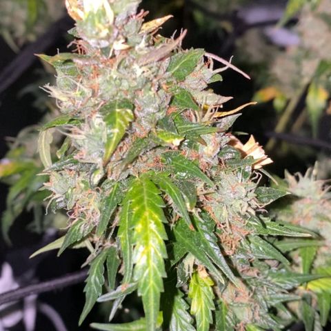 Colômbia Gold growlog timeline photo