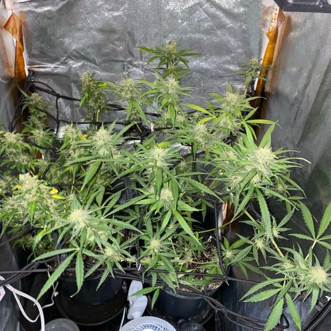 Gorilla Glue growlog timeline photo
