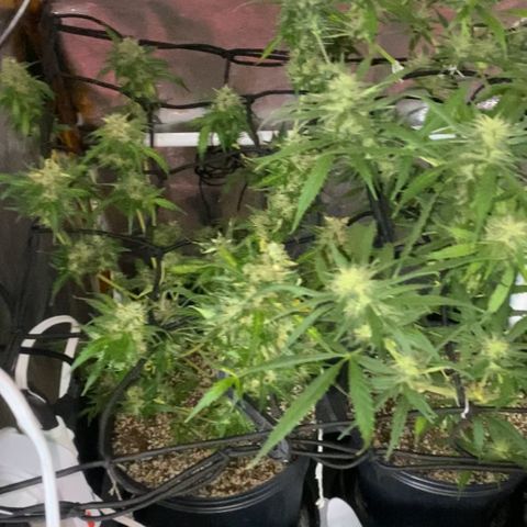 Colômbia Gold growlog timeline photo