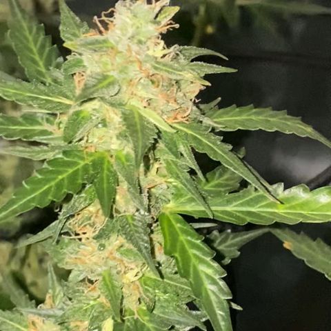 Colômbia Gold growlog timeline photo