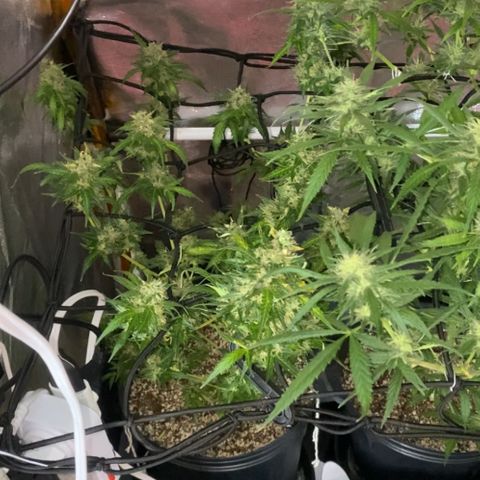 Colômbia Gold growlog timeline photo