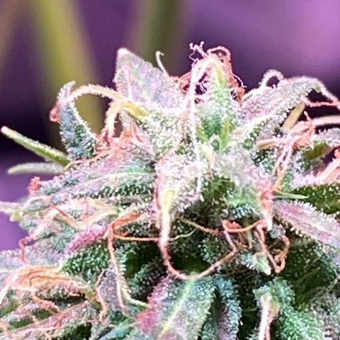 Gorilla Glue growlog timeline photo