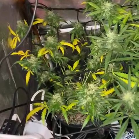 Colômbia Gold growlog timeline photo