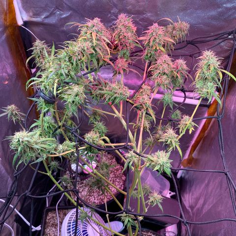 Gorilla Glue growlog timeline photo