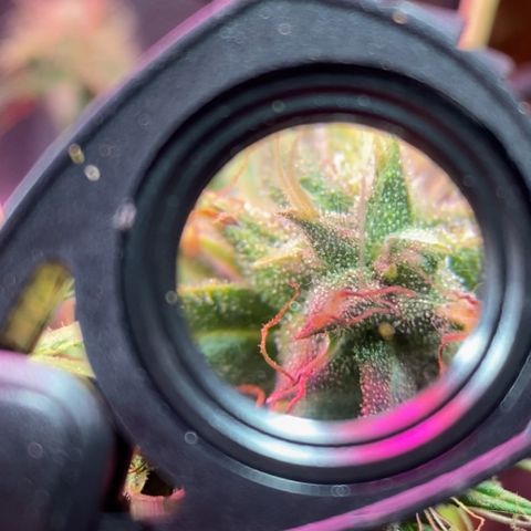 Gorilla Glue growlog timeline photo
