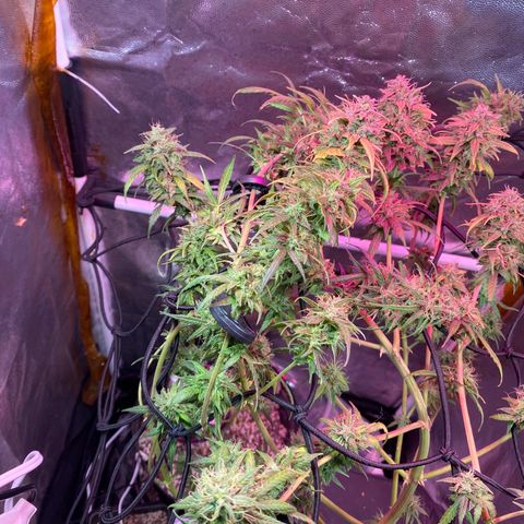 Gorilla Glue growlog timeline photo