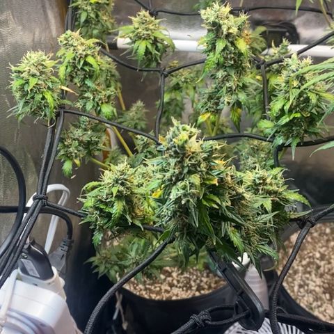 Colômbia Gold growlog timeline photo
