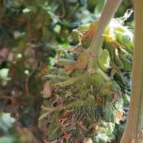 Colômbia Gold growlog timeline photo