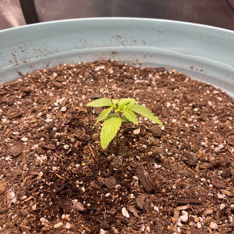 ILGM BLUE DREAM #1 growlog timeline photo