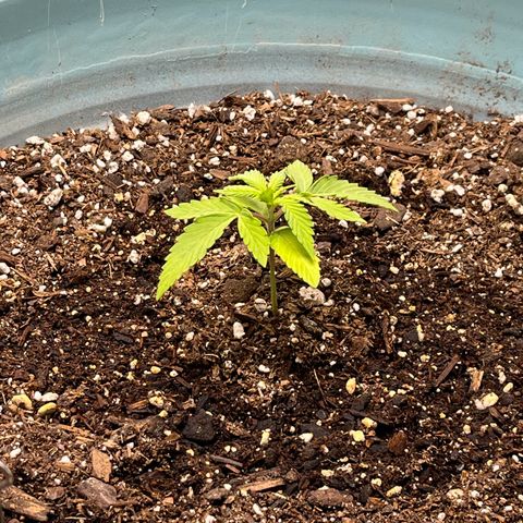 ILGM BLUE DREAM #1 growlog timeline photo