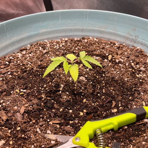 ILGM BLUE DREAM #1 growlog timeline photo