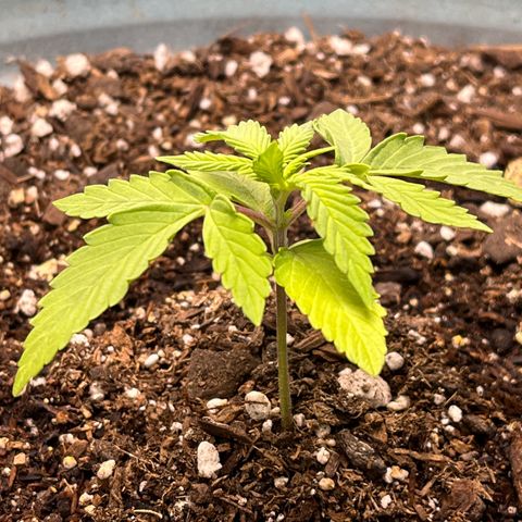 ILGM BLUE DREAM #1 growlog timeline photo