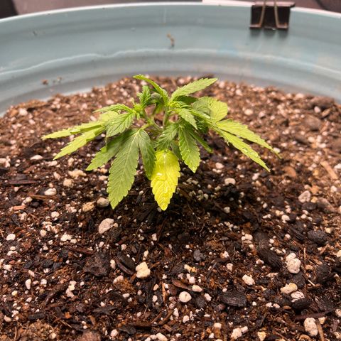 ILGM BLUE DREAM #1 growlog photo: Been away so I just started my pre bloom nutes. 