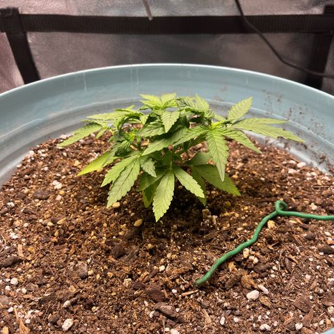 ILGM BLUE DREAM #1 growlog photo: Before / After LST