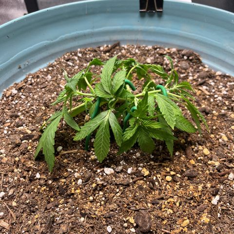 ILGM BLUE DREAM #1 growlog timeline photo