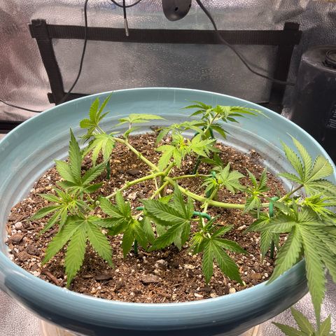 ILGM BLUE DREAM #1 growlog photo: Before/After LST