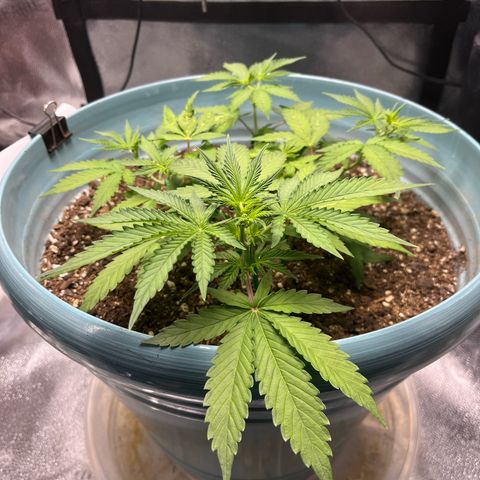 ILGM BLUE DREAM #1 growlog photo: Before/After LST