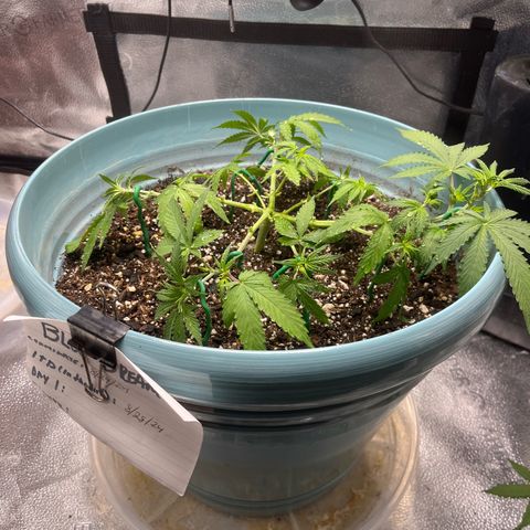 ILGM BLUE DREAM #1 growlog timeline photo