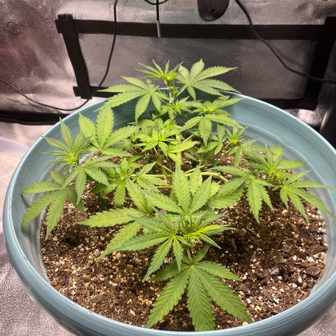 ILGM BLUE DREAM #1 growlog timeline photo