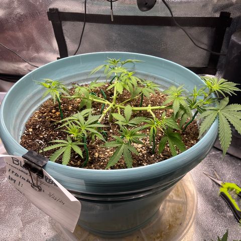 ILGM BLUE DREAM #1 growlog timeline photo