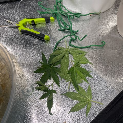 ILGM BLUE DREAM #1 growlog timeline photo