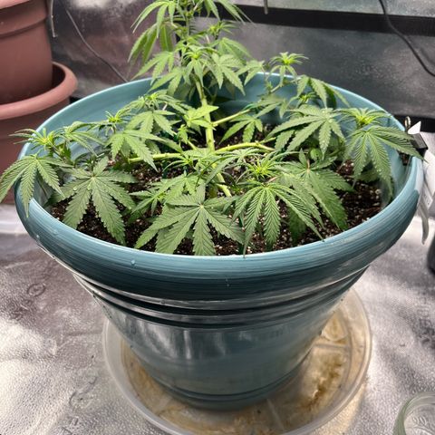 ILGM BLUE DREAM #1 growlog timeline photo
