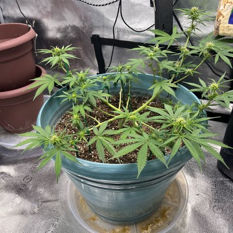 ILGM BLUE DREAM #1 growlog timeline photo